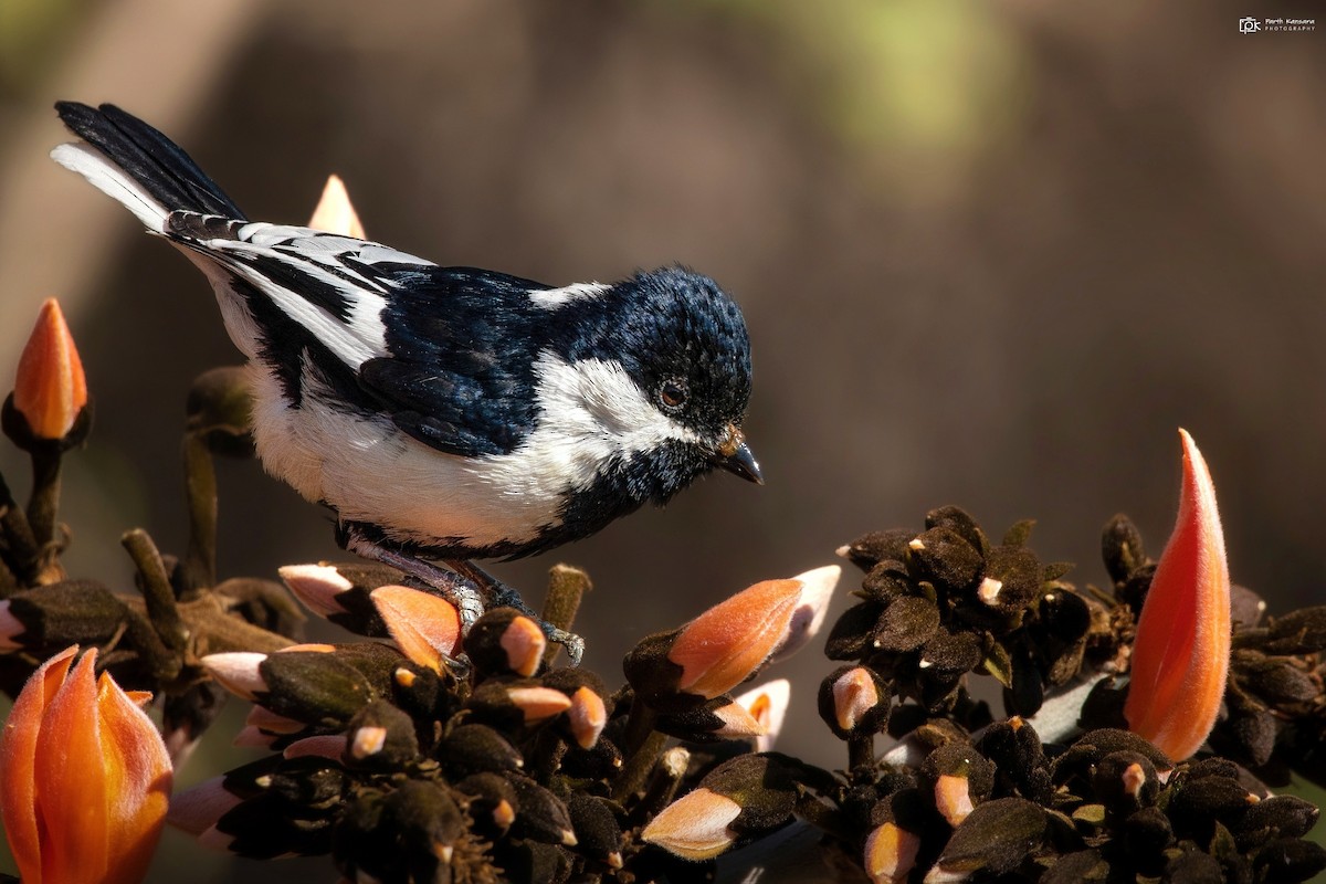 White-naped Tit - ML267461081