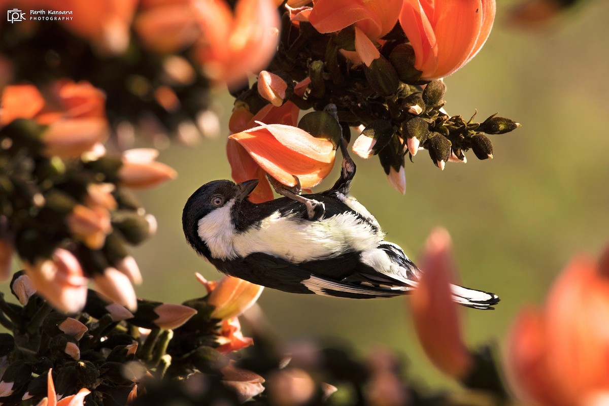 White-naped Tit - ML267461171