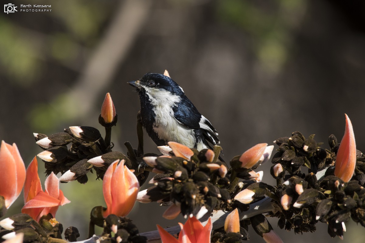 White-naped Tit - ML267461191