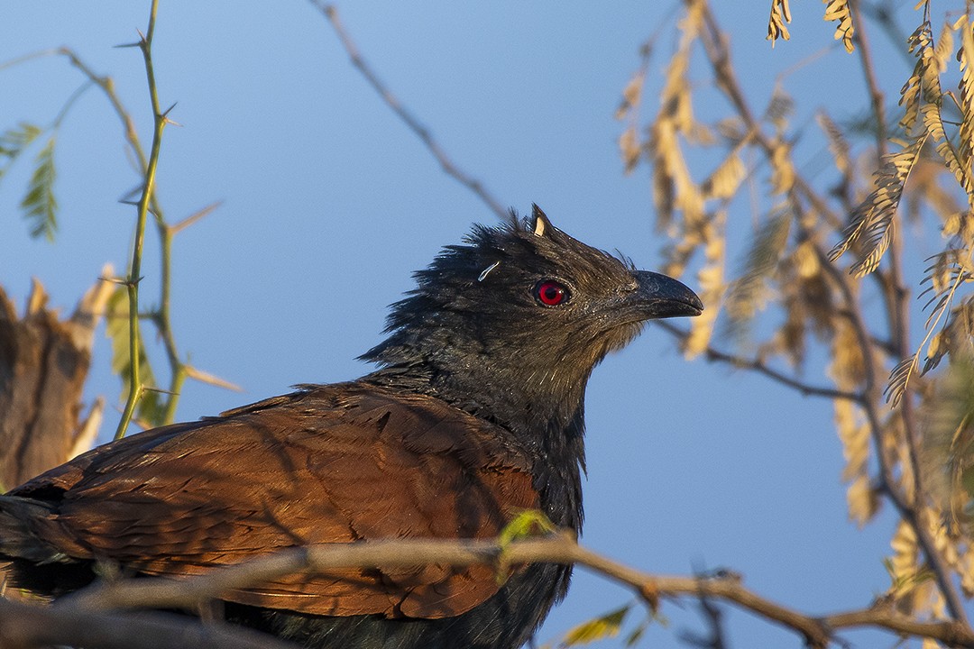 Grand Coucal - ML267461231