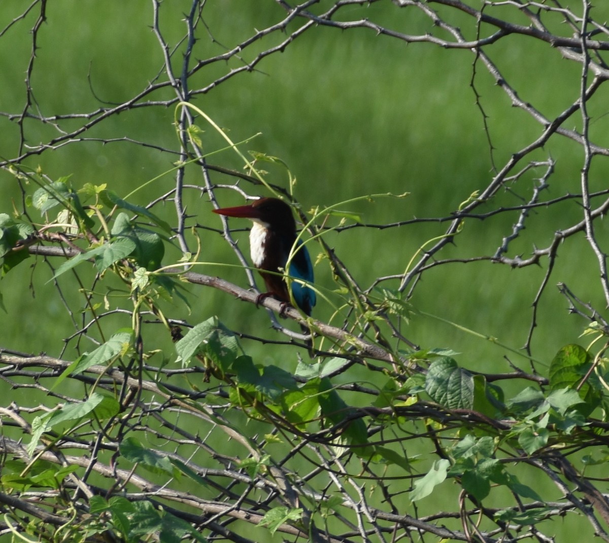 White-throated Kingfisher - ML267462441