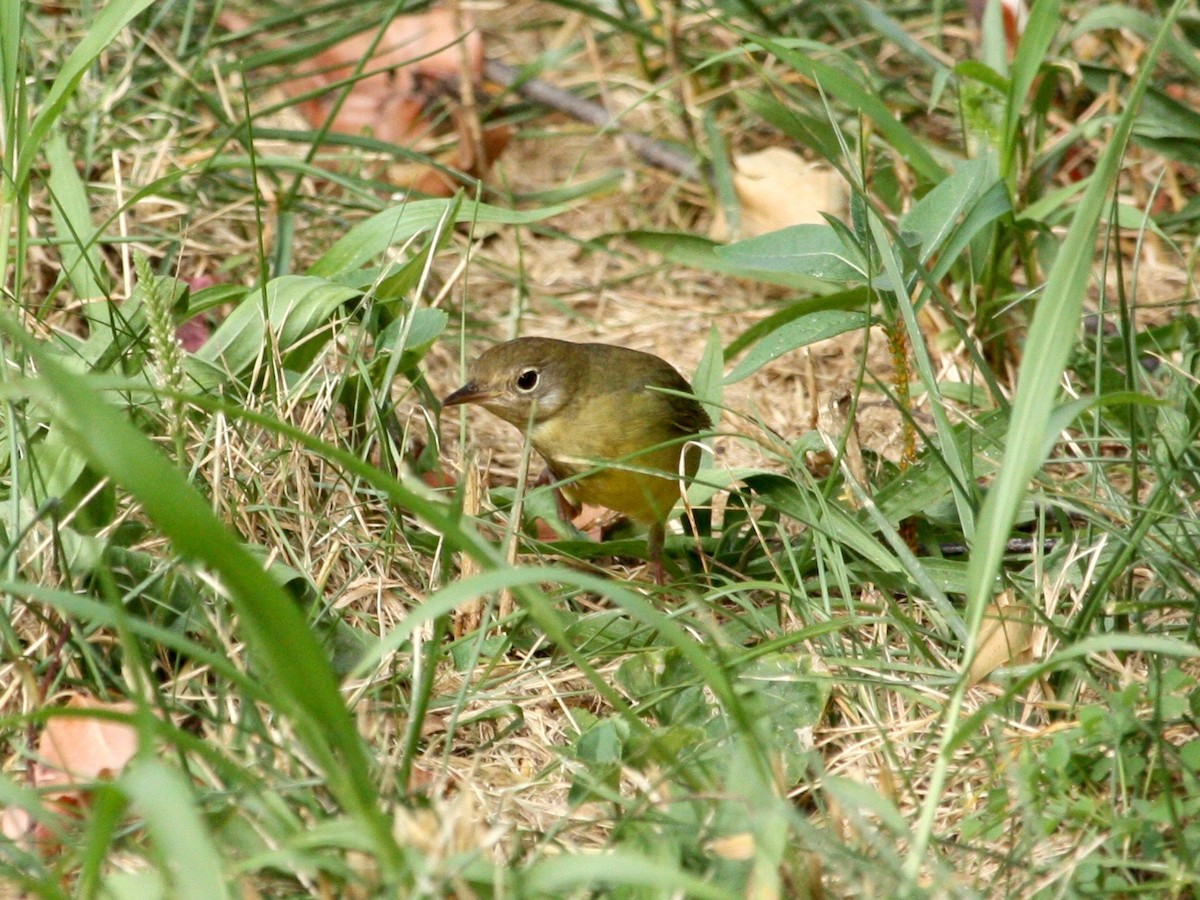 Connecticut Warbler - ML267462471