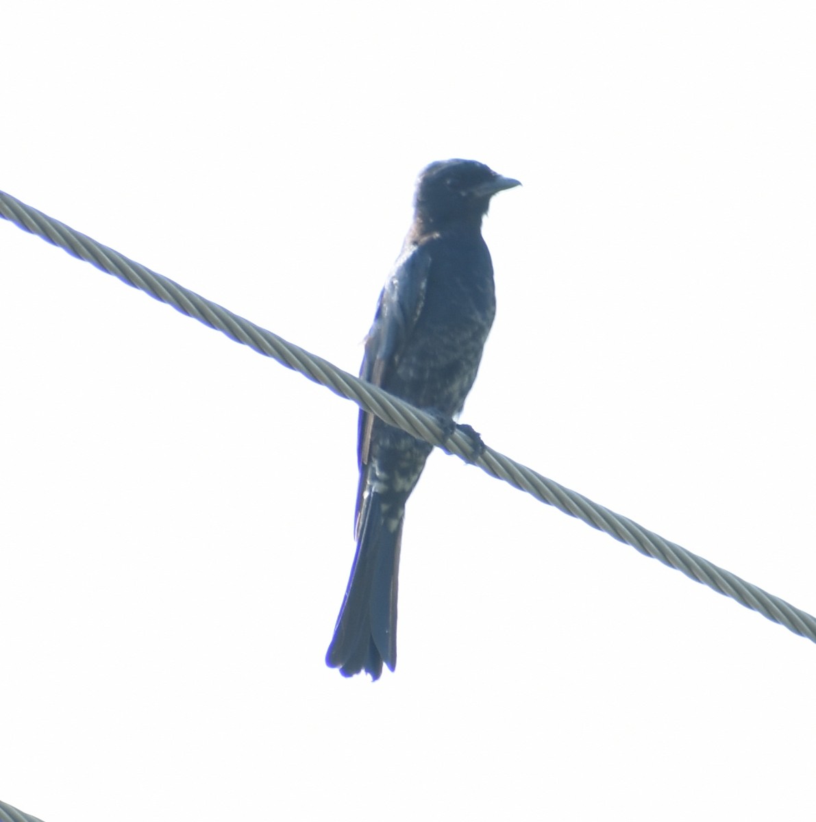 Black Drongo - ML267462681