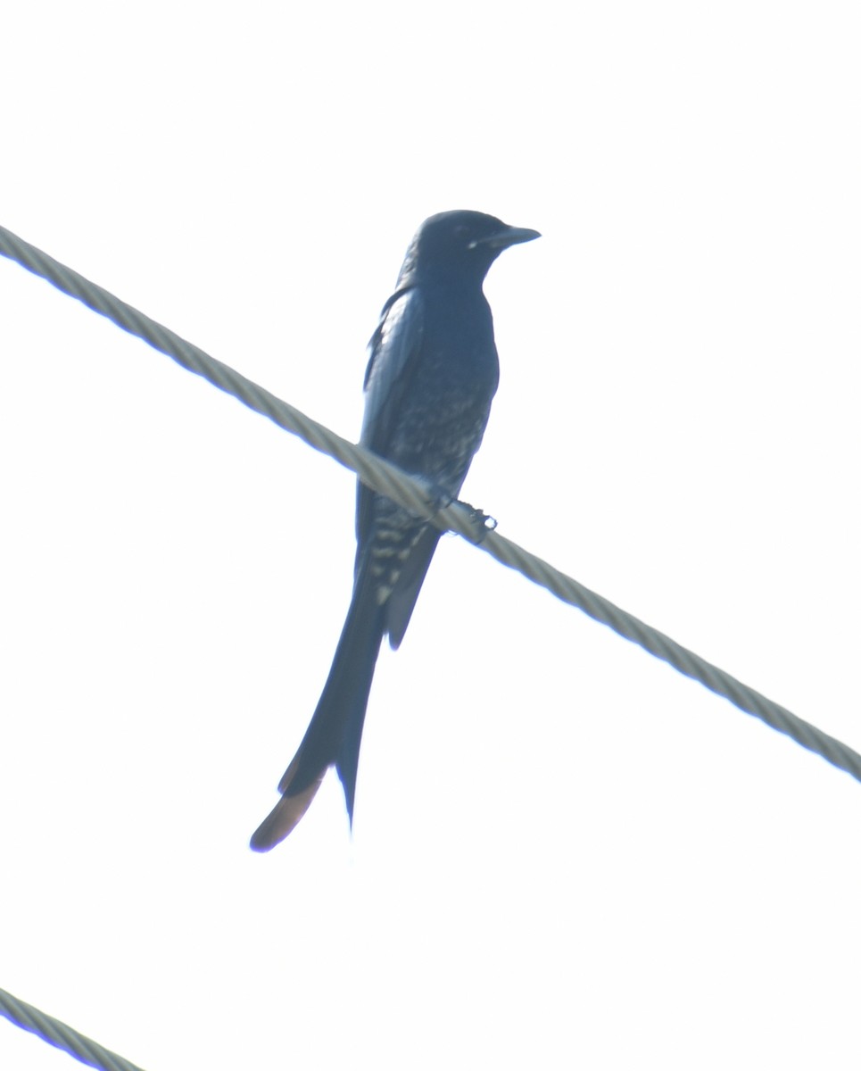 Black Drongo - ML267462711