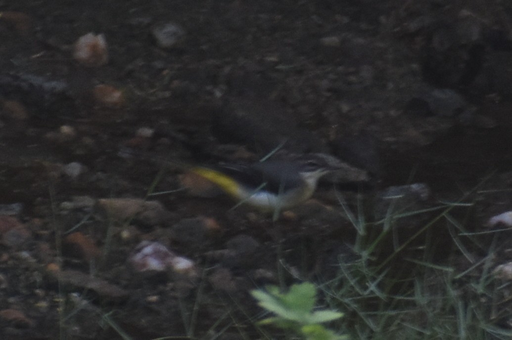 Gray Wagtail - ML267462871