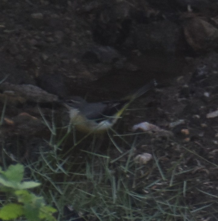 Gray Wagtail - ML267462901