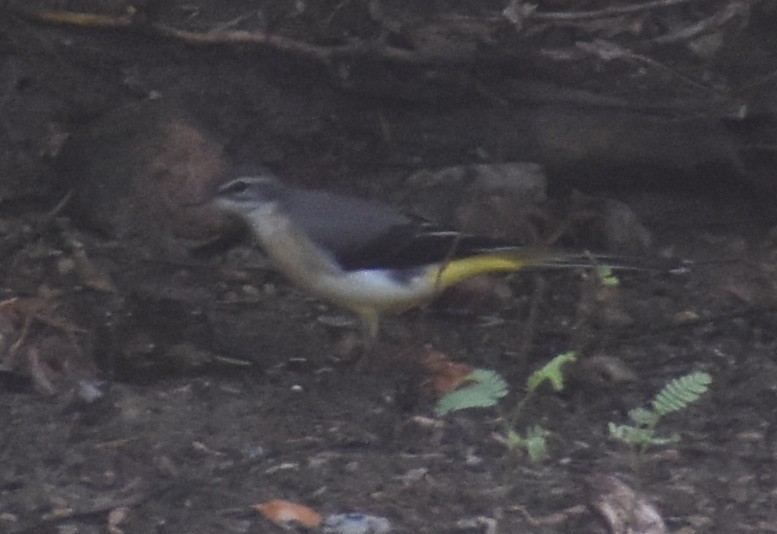 Gray Wagtail - ML267462951