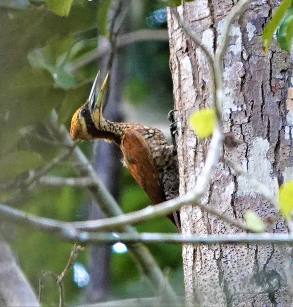 Javan Flameback - Mark Camilleri