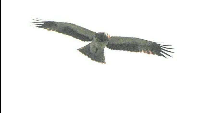 Zwergadler - ML267467361