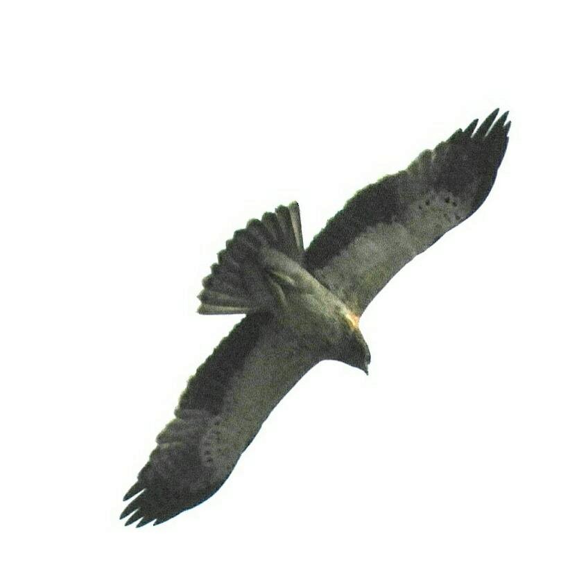 Zwergadler - ML267467371