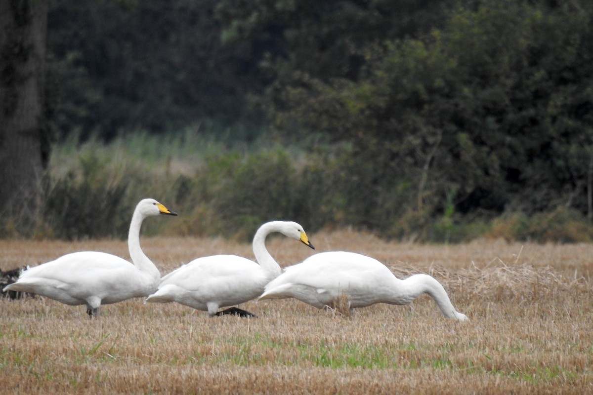 Whooper Swan - Peter Hines