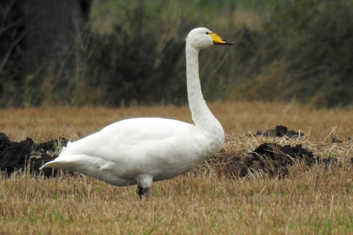 Whooper Swan - Peter Hines