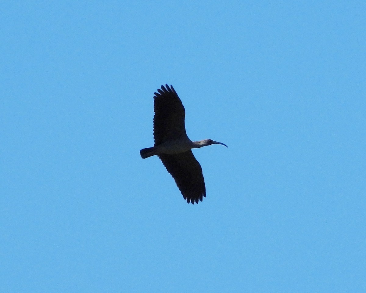 Plumbeous Ibis - ML267468741