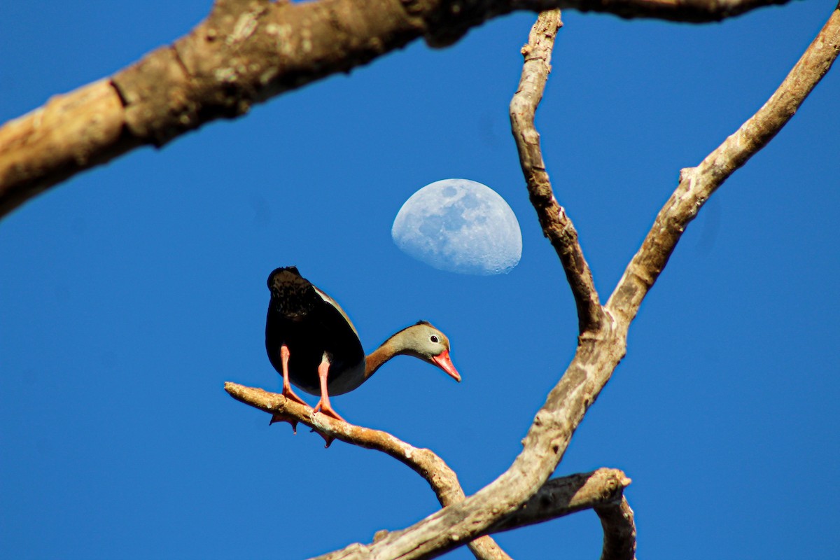 Black-bellied Whistling-Duck - ML267474621