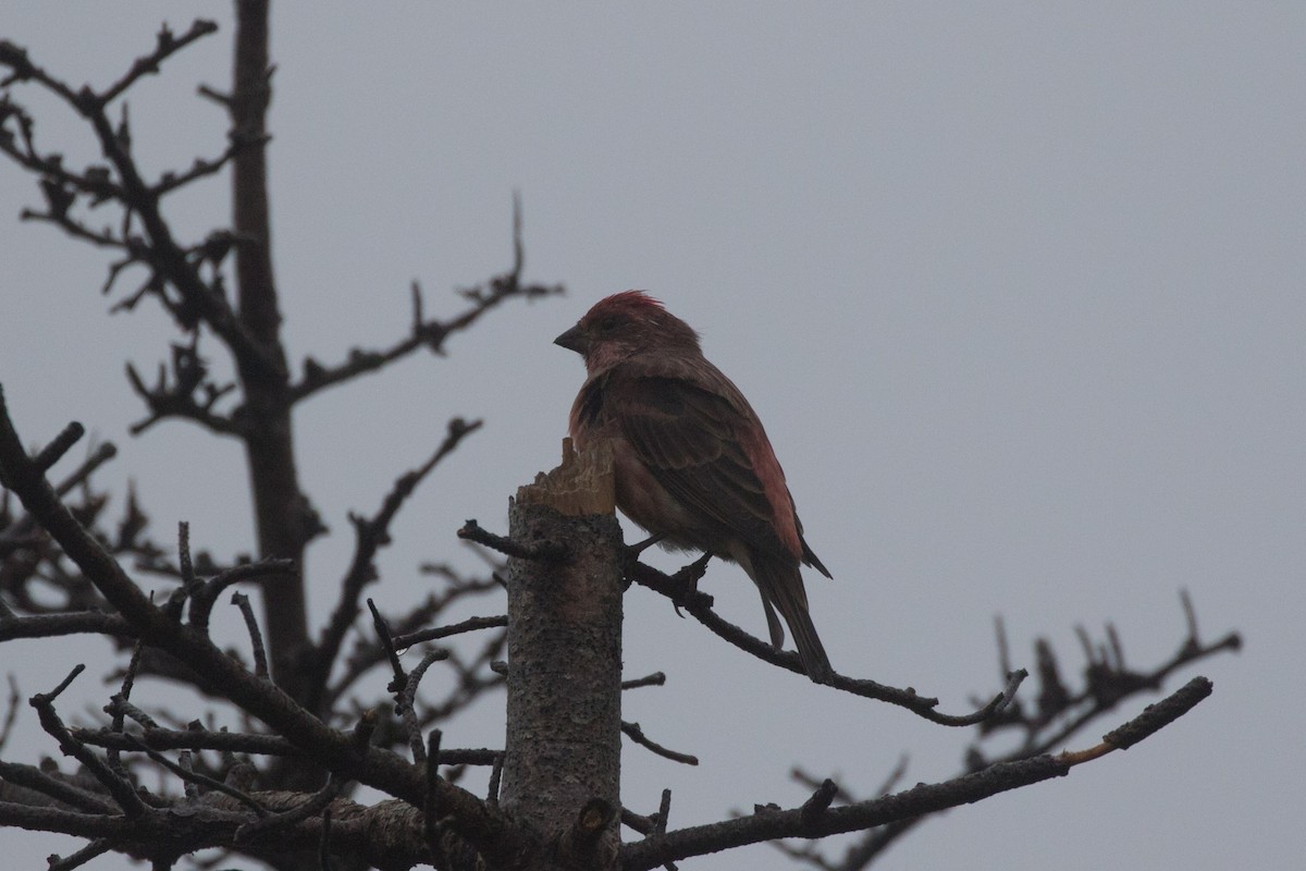 Purple Finch - ML267474951