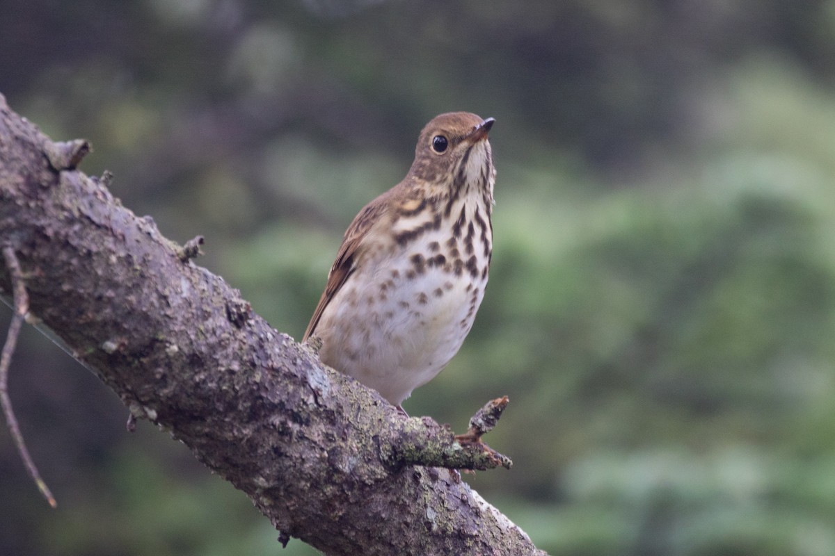 Hermit Thrush - ML267474961