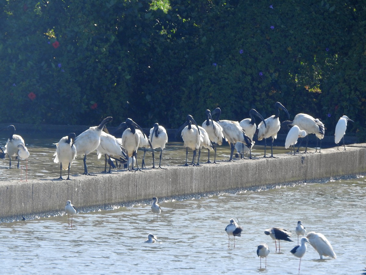 African Sacred Ibis - Arlango Lee