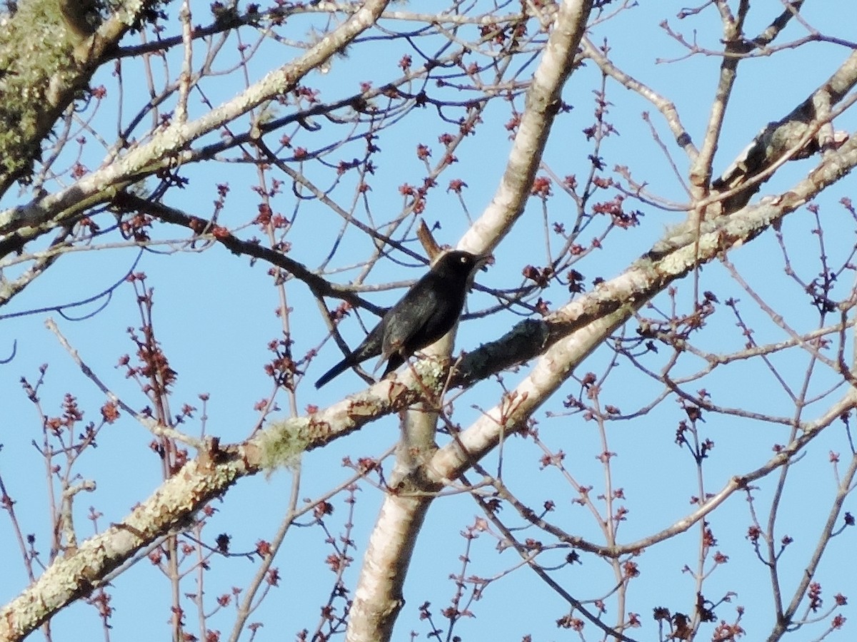Rusty Blackbird - ML26747711
