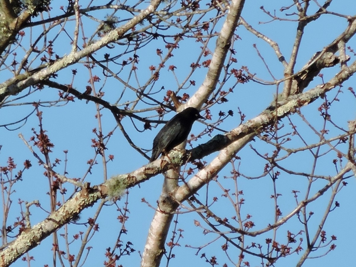 Rusty Blackbird - ML26747751