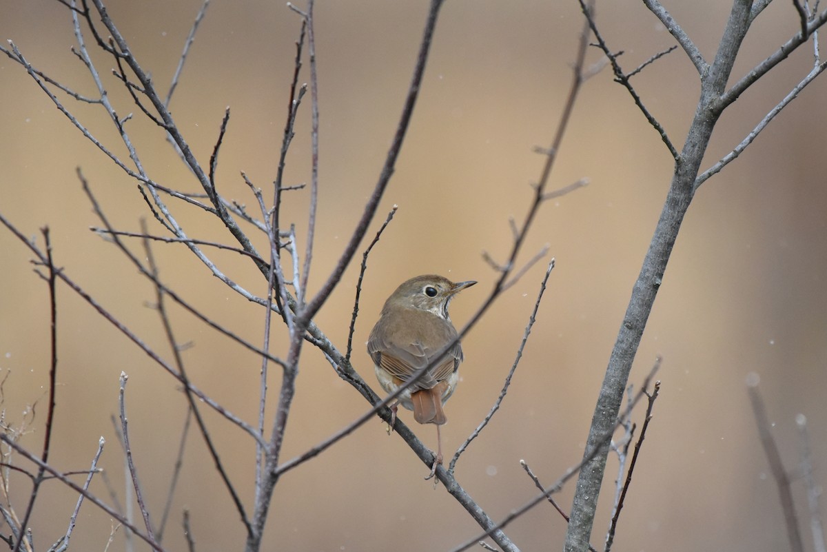 Hermit Thrush - ML26748221