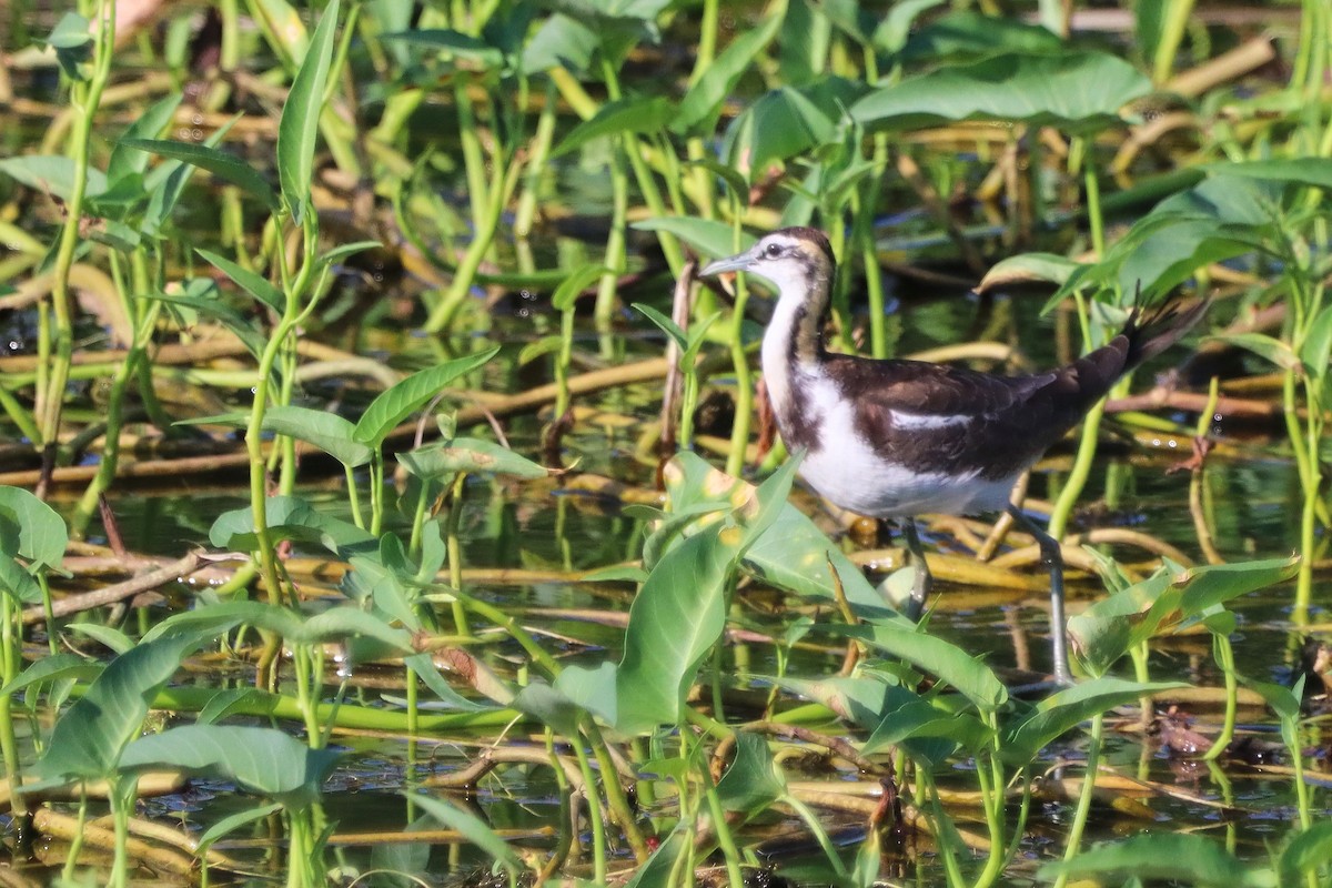 Pheasant-tailed Jacana - ML267484941