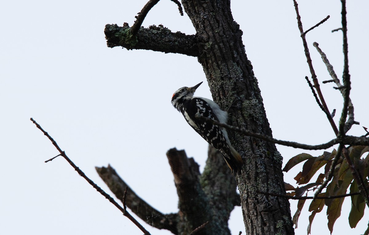 Hairy Woodpecker - ML267485741