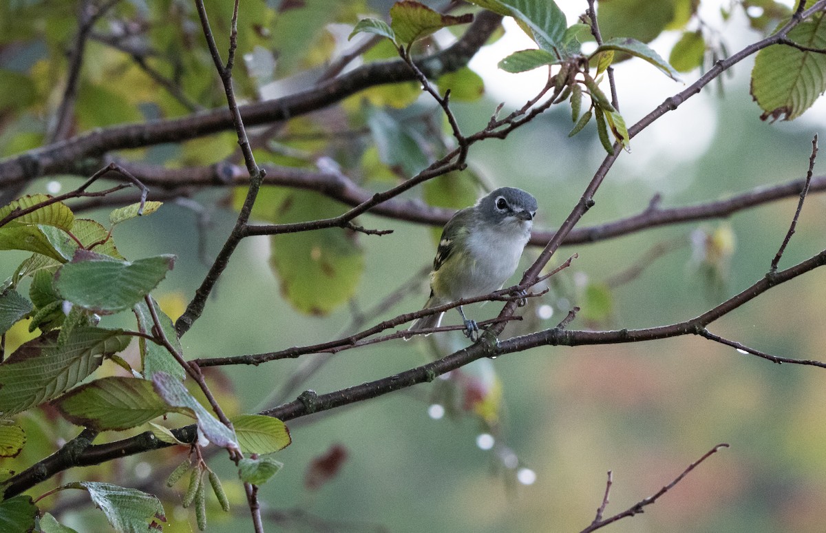 Blue-headed Vireo - Annika Anderson