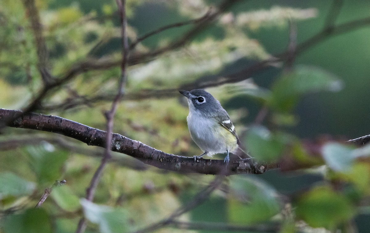 Blue-headed Vireo - ML267485871