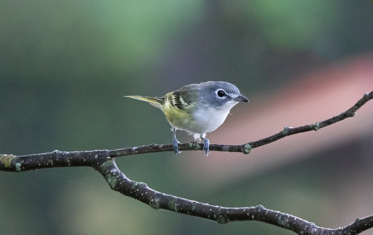 Blue-headed Vireo - ML267485961