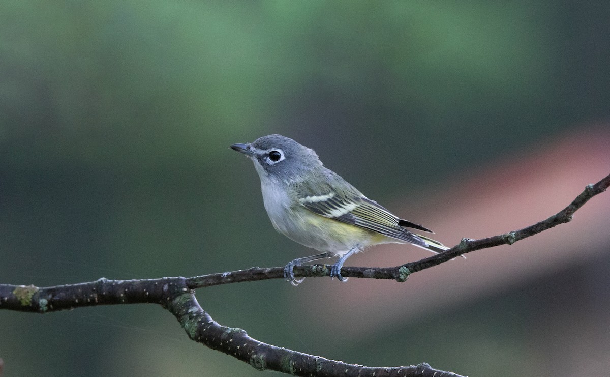 Blue-headed Vireo - Annika Anderson