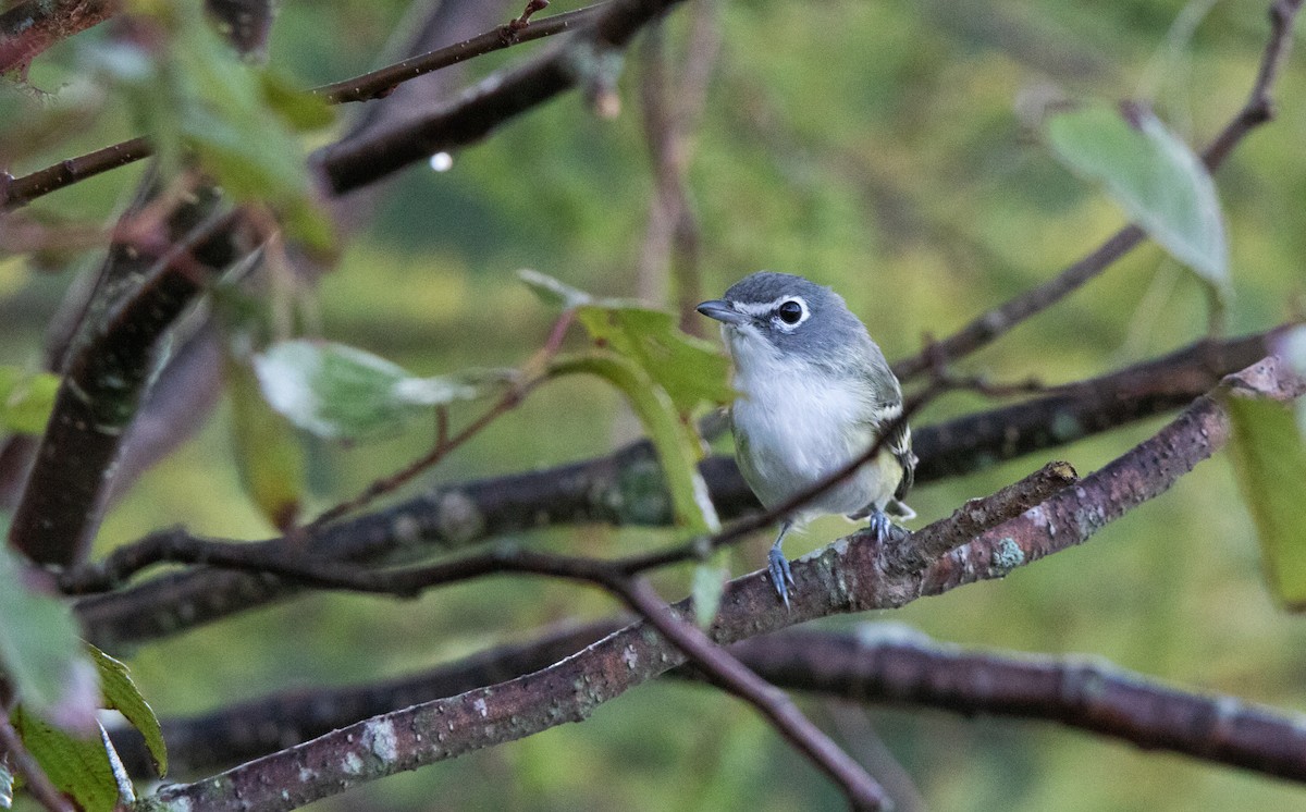 Blue-headed Vireo - Annika Anderson