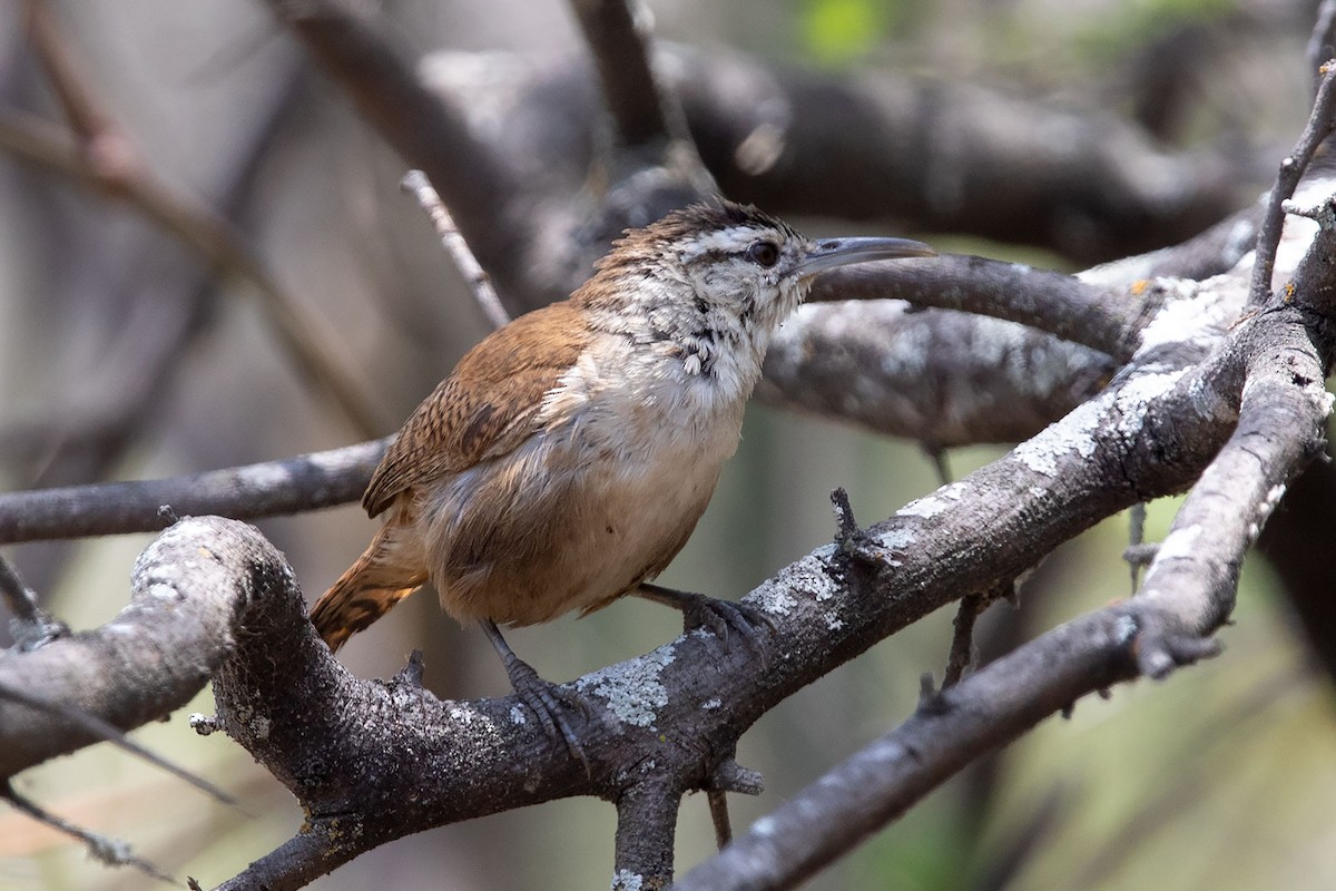 Superciliated Wren - Arthur Grosset