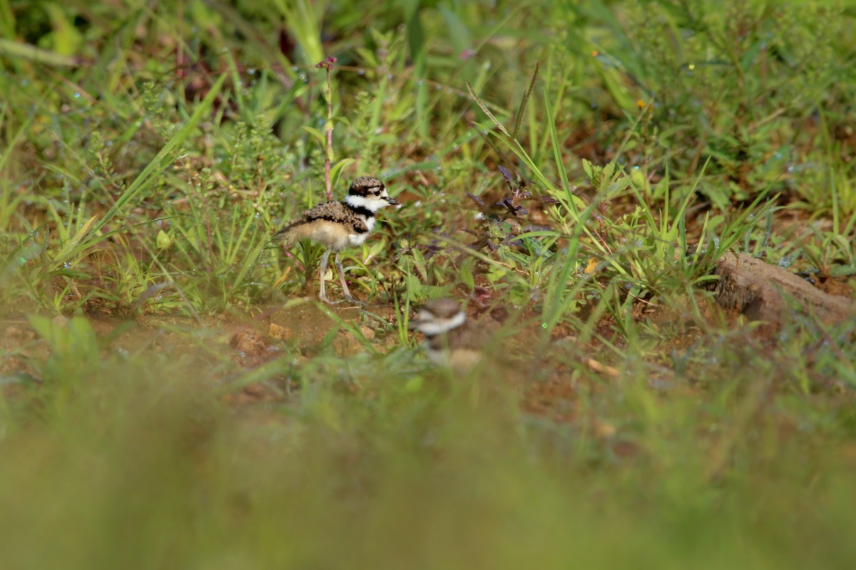 Killdeer - ML267487081