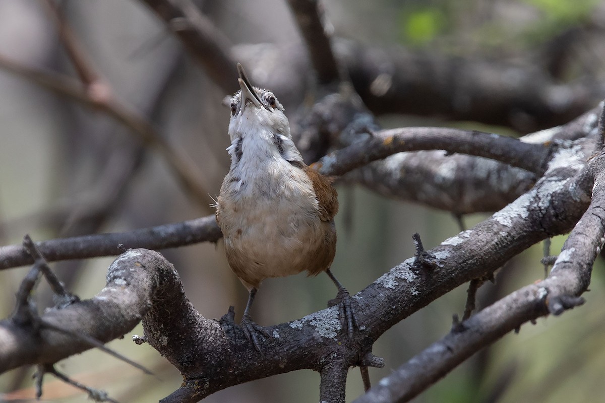 Superciliated Wren - ML267487351