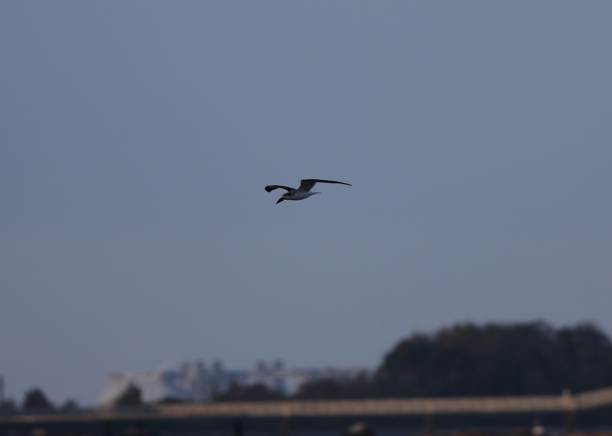 Black Skimmer - ML267489051