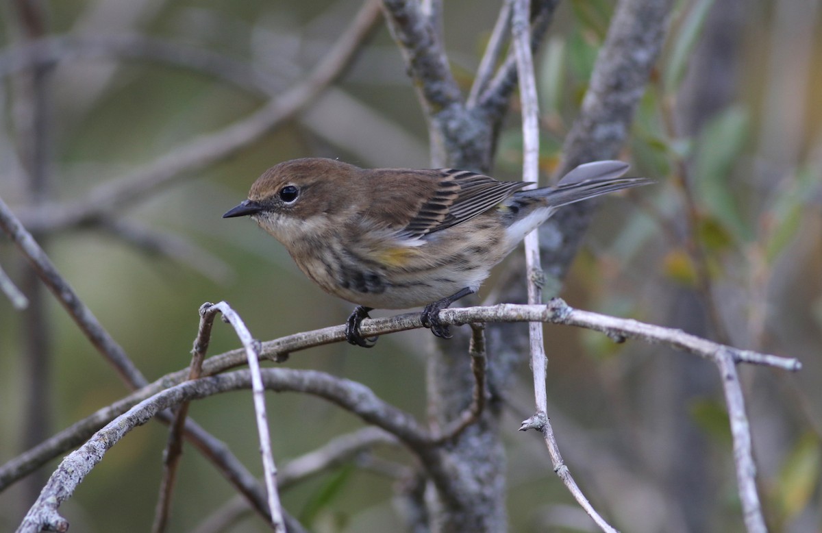 Yellow-rumped Warbler - ML267489801