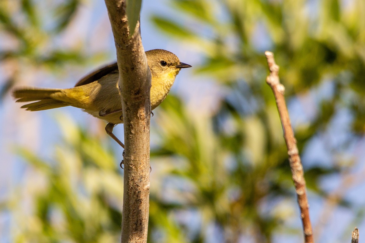 Common Yellowthroat - ML267490221