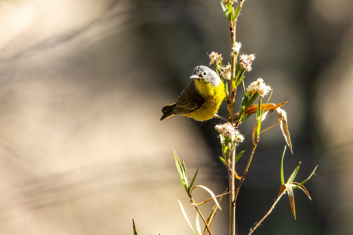 Nashville Warbler - ML267490331