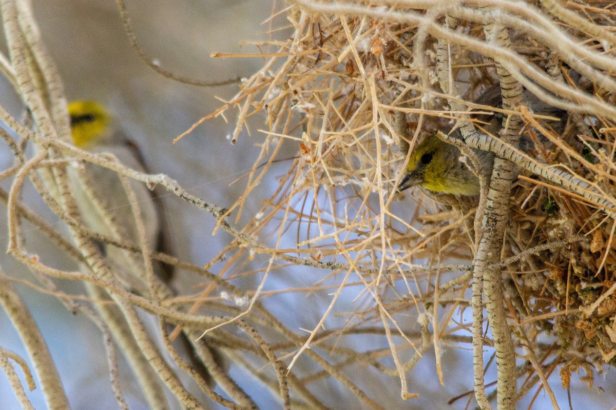 Verdin - ML267494771