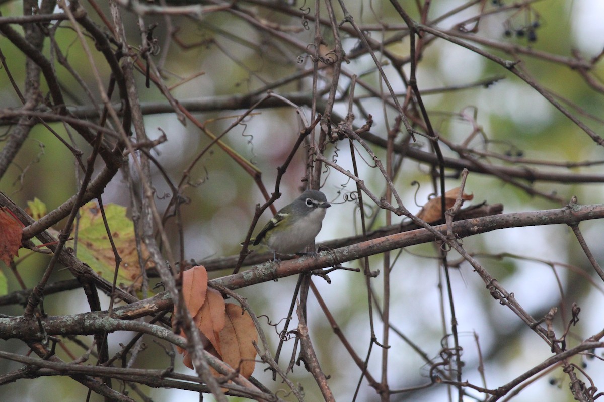 Blue-headed Vireo - ML267495371