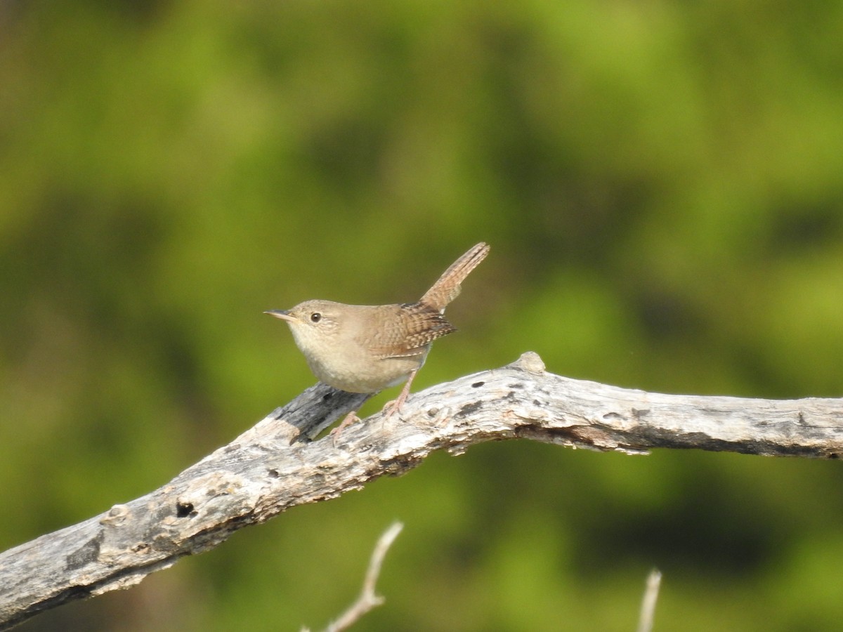 House Wren - ML267495971