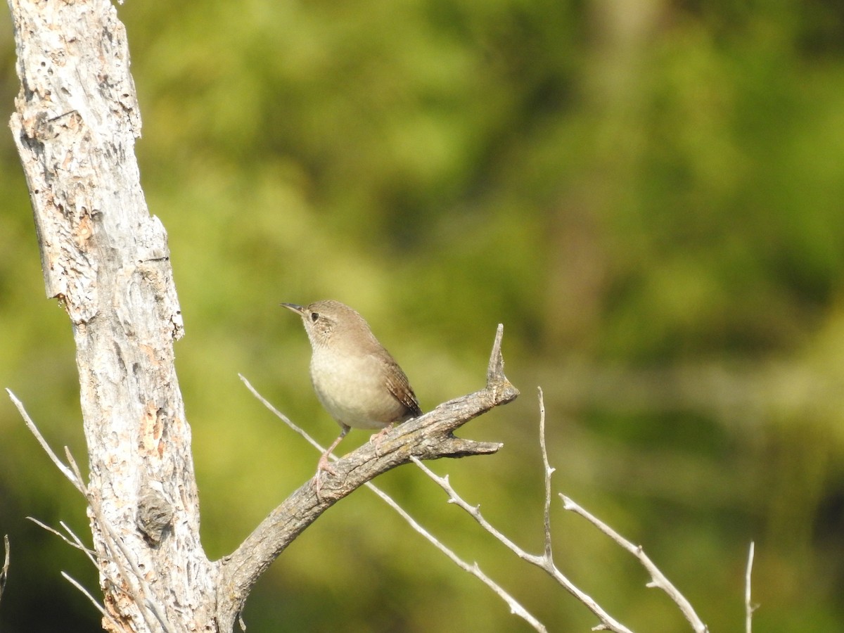 House Wren - ML267496081