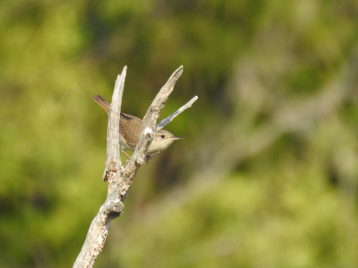 House Wren - ML267496121