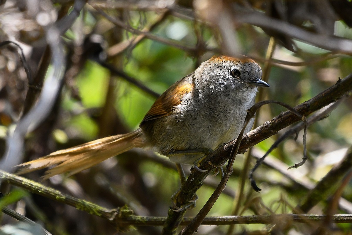 Azara's Spinetail - ML267498731