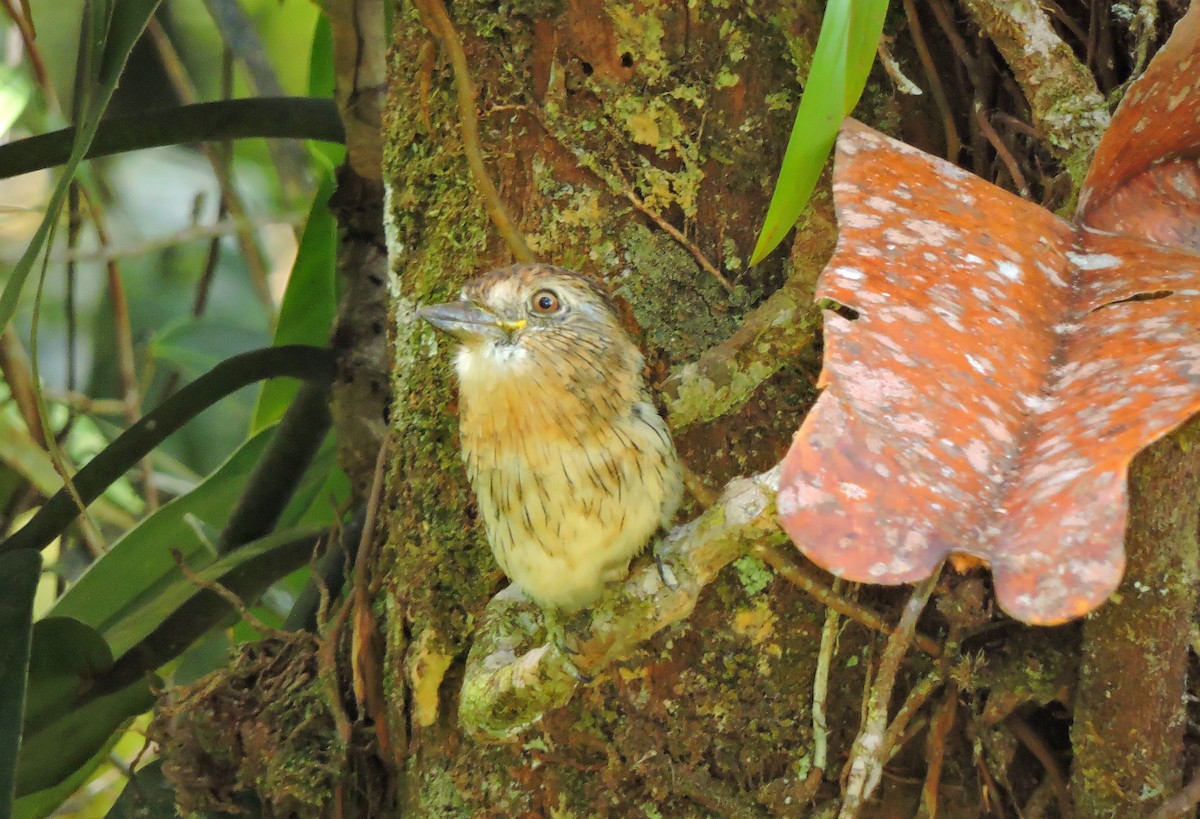 Western Striolated-Puffbird - Harold Rodriguez