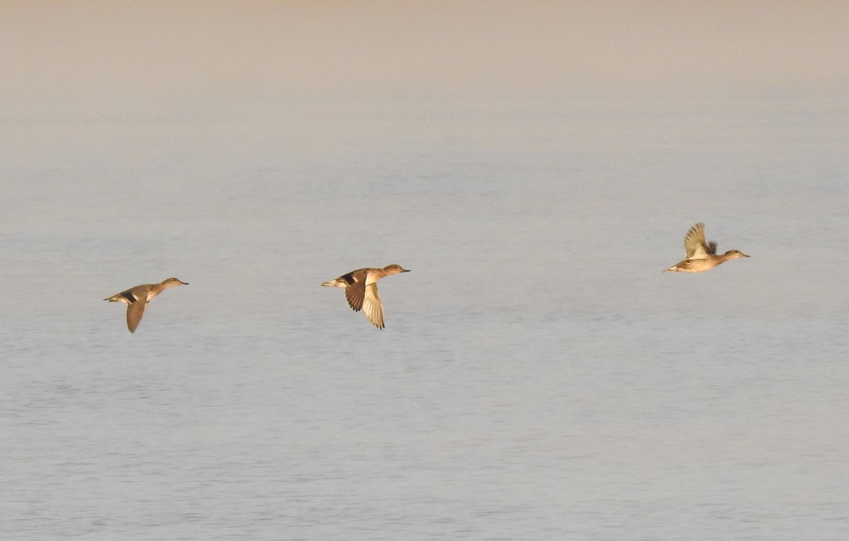 Green-winged Teal - ML267502251