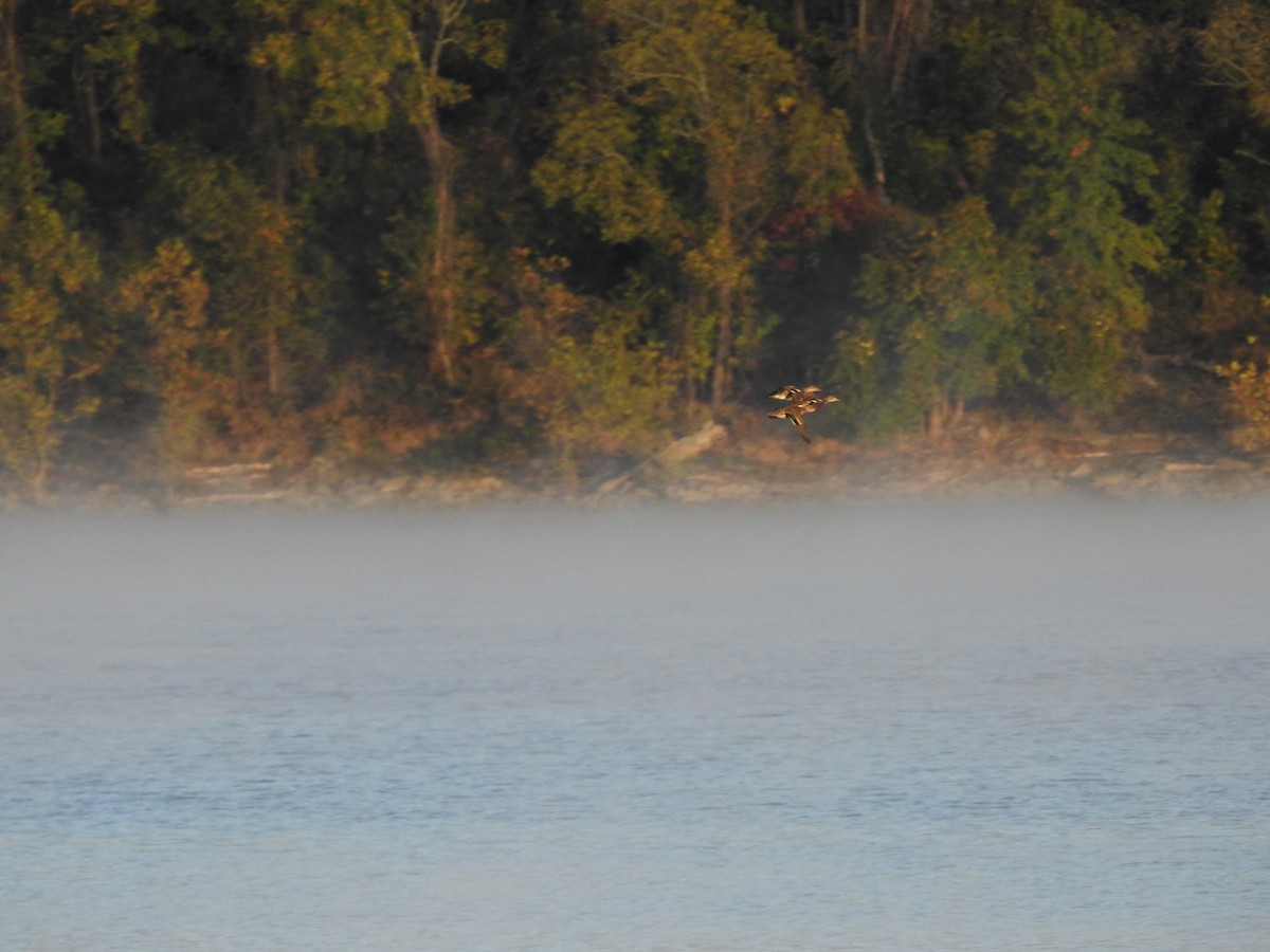 Green-winged Teal - ML267502291