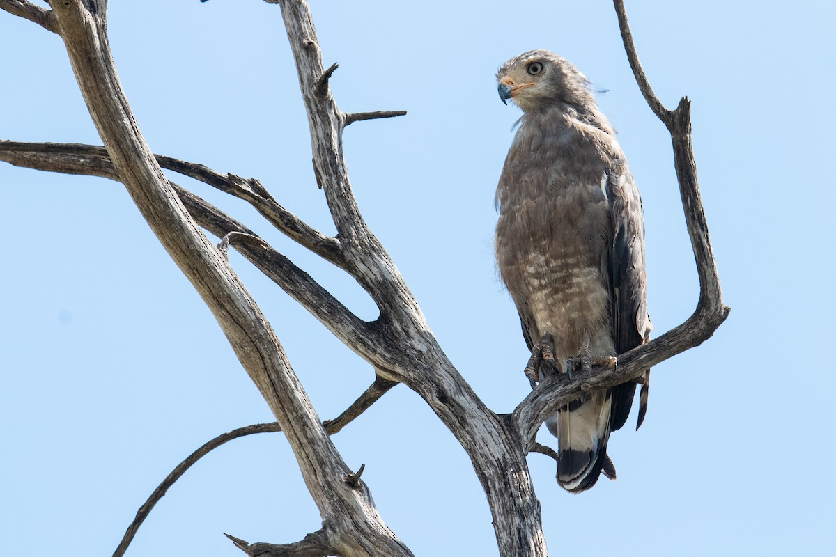 Banded Snake-Eagle - Peter  Steward