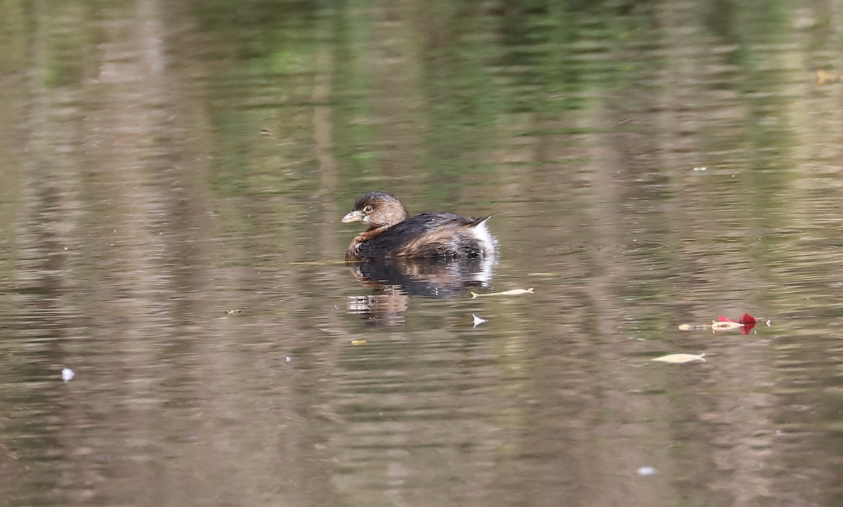 Pied-billed Grebe - Debra Rittelmann