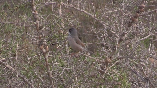 Spectacled Warbler - ML267504701